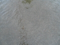DSCN0713